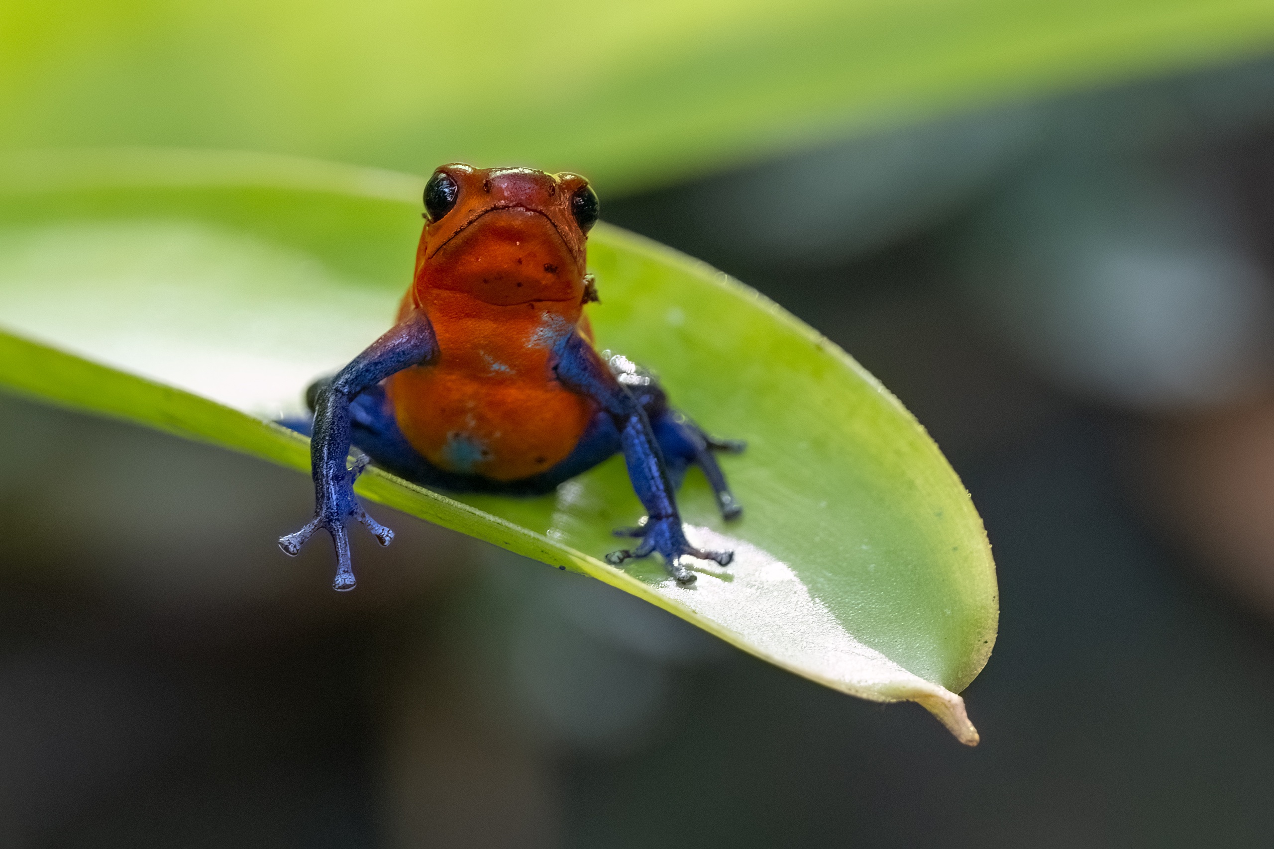 Erdbeerpfeilgiftfrosch...