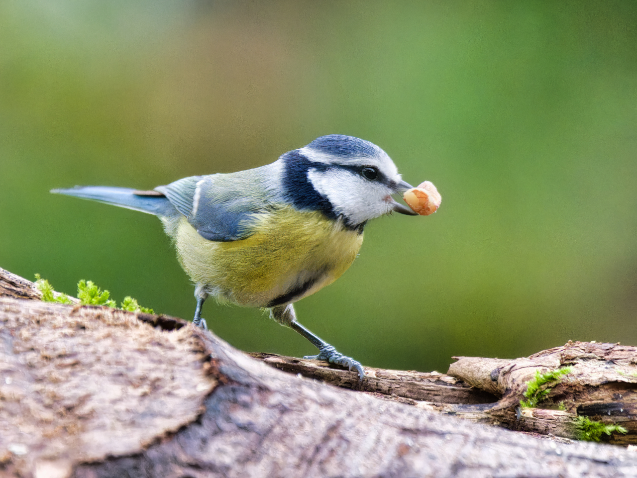 Erdnuss und Blaumeise