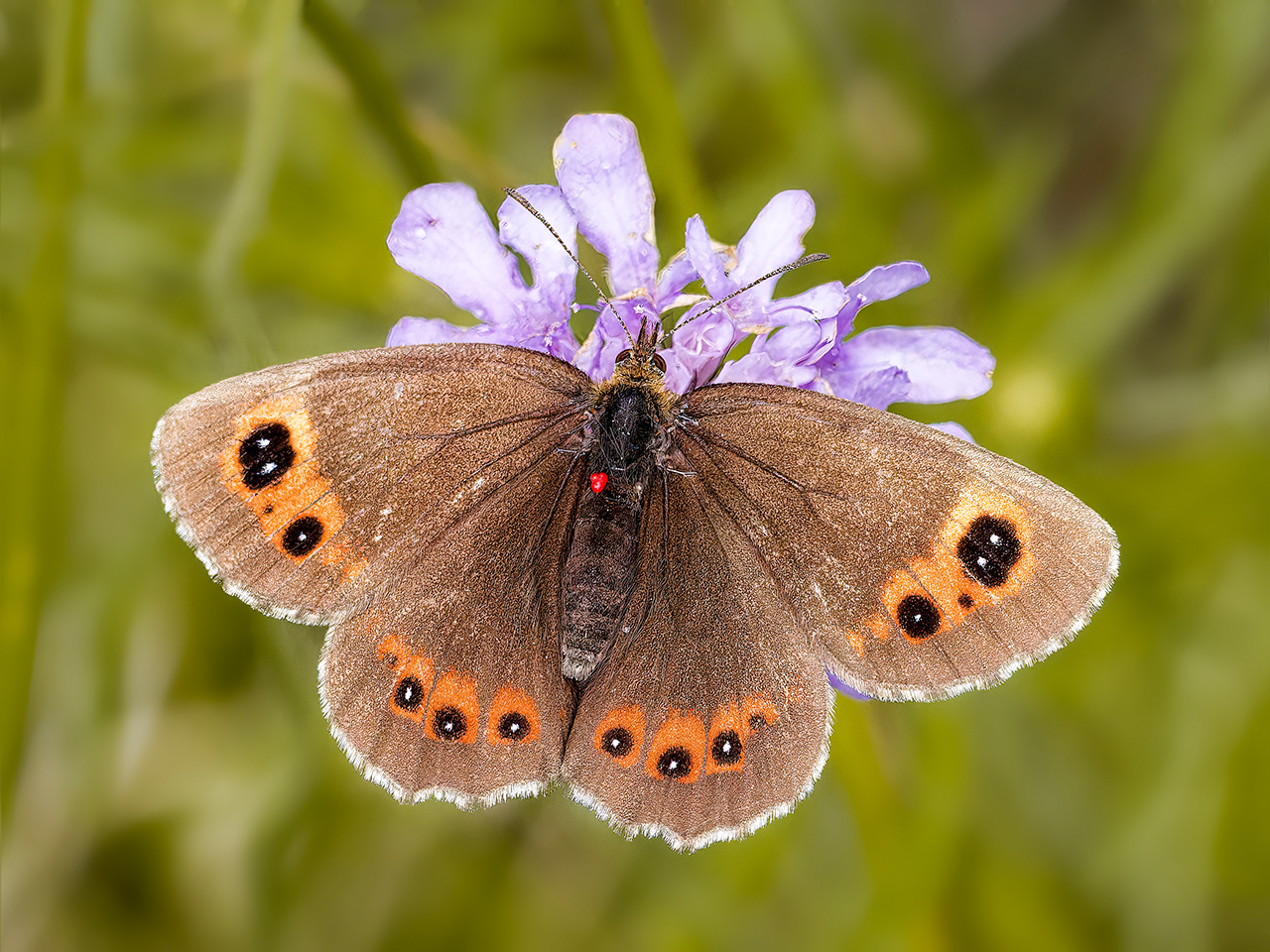 Erebia aethiops