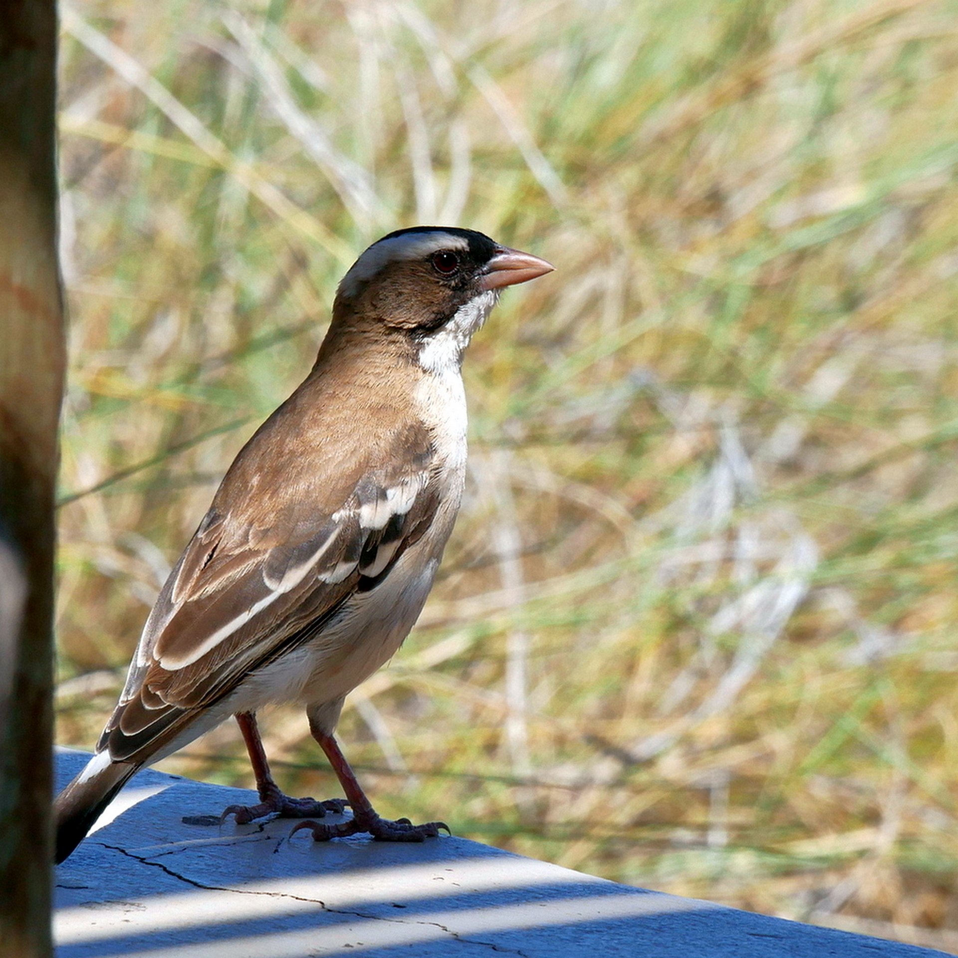 Erst mal beobachten II