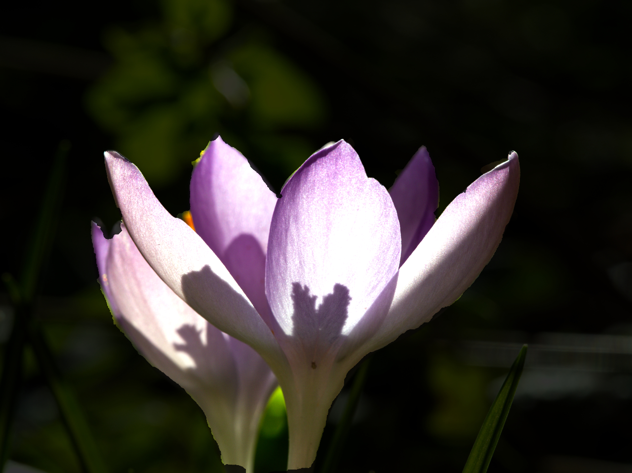 Erste Blüte der Elfen-Krokus dieses Jahr