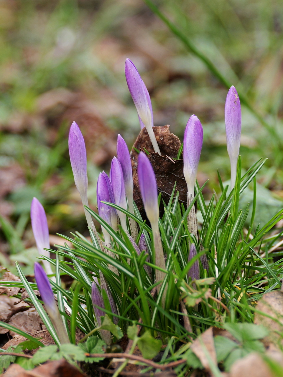 Erste Frühlingsboten.