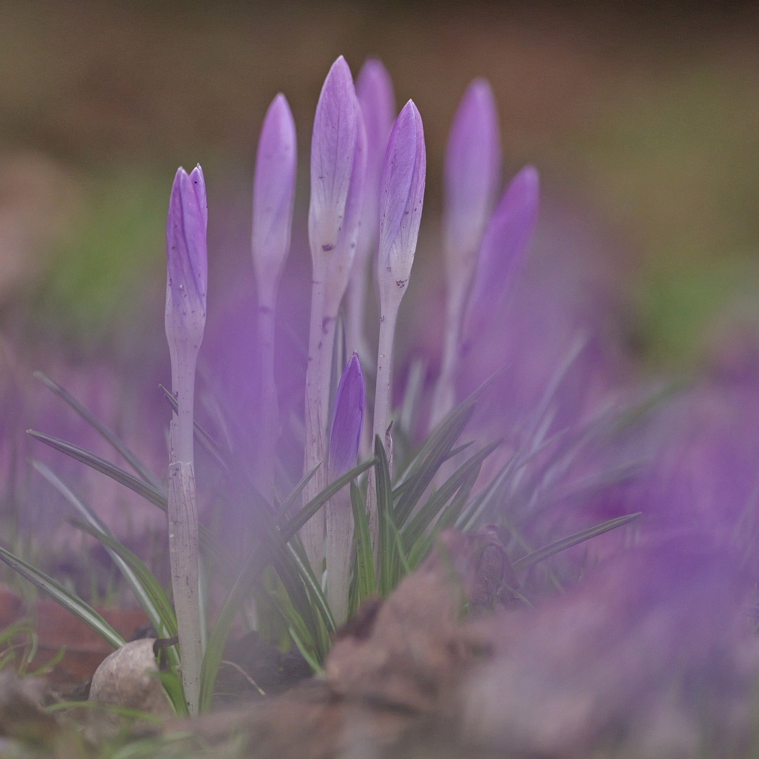 Erste Frühlingsboten.