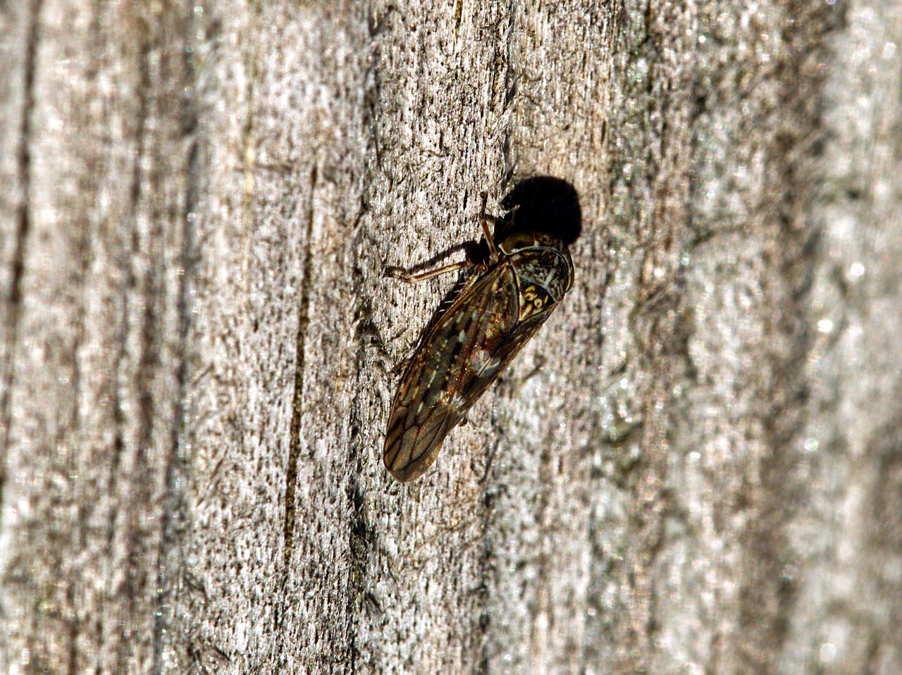 Erste Sonnenanbeter dieses Jahr I