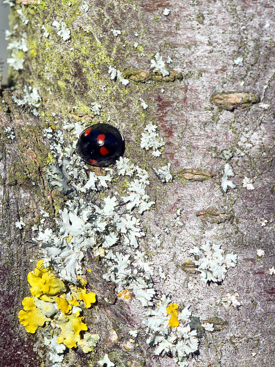 Erste Sonnenanbeter dieses Jahr II