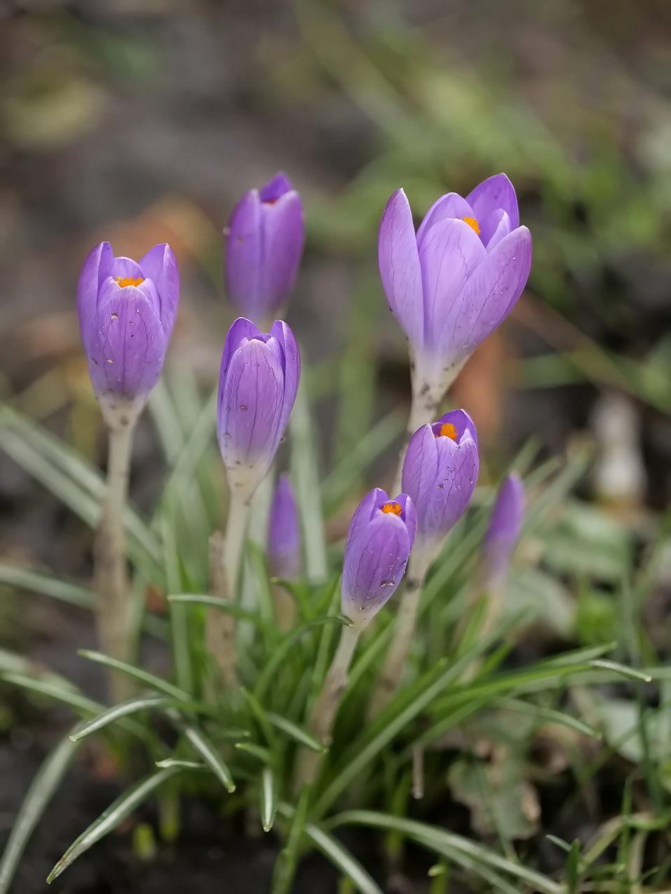 Es geht aufwärts-der Frühling naht.