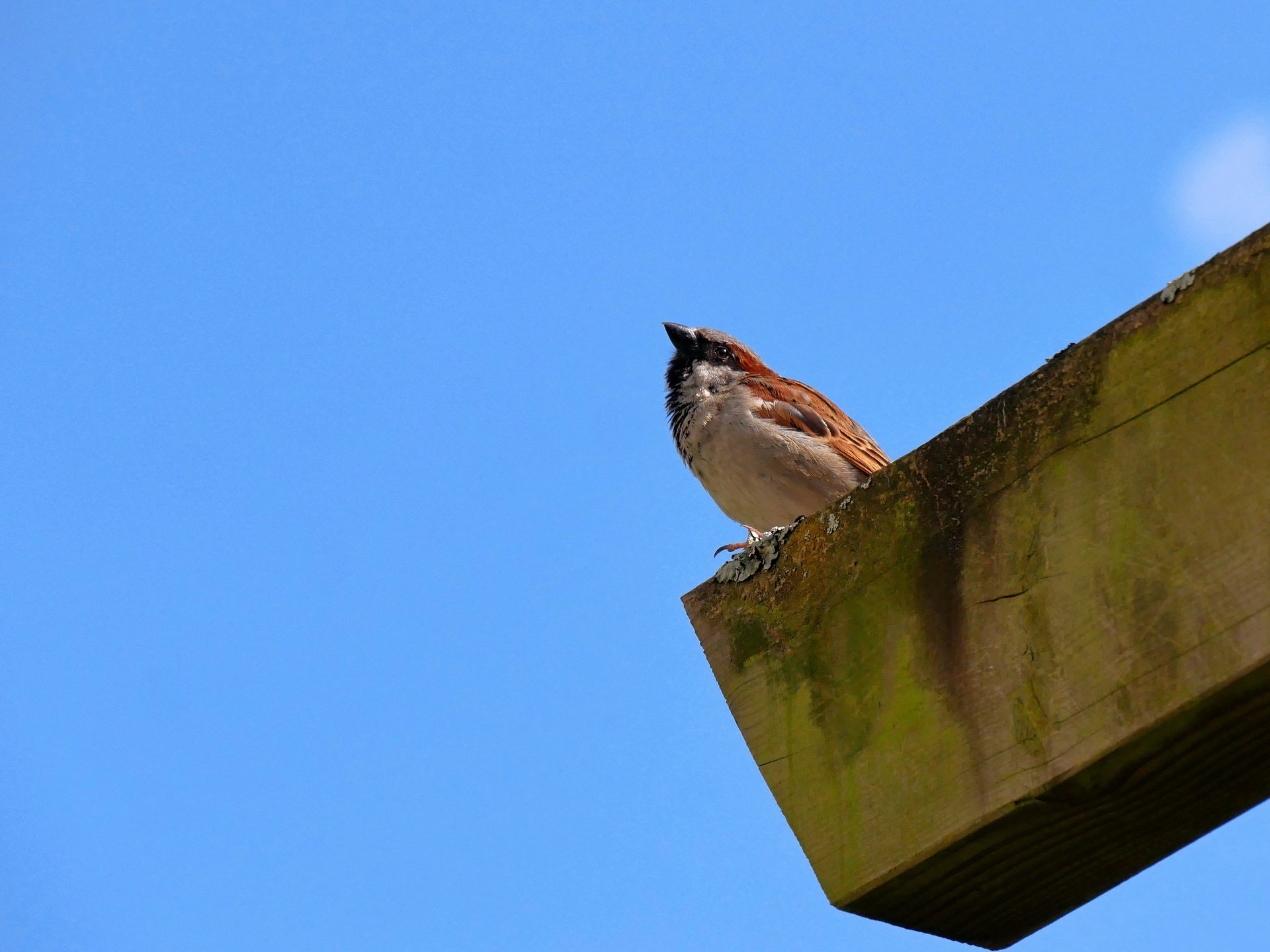 Es pfeift der Spatz vom Dach