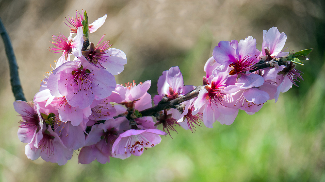 Es riecht nach Frühling