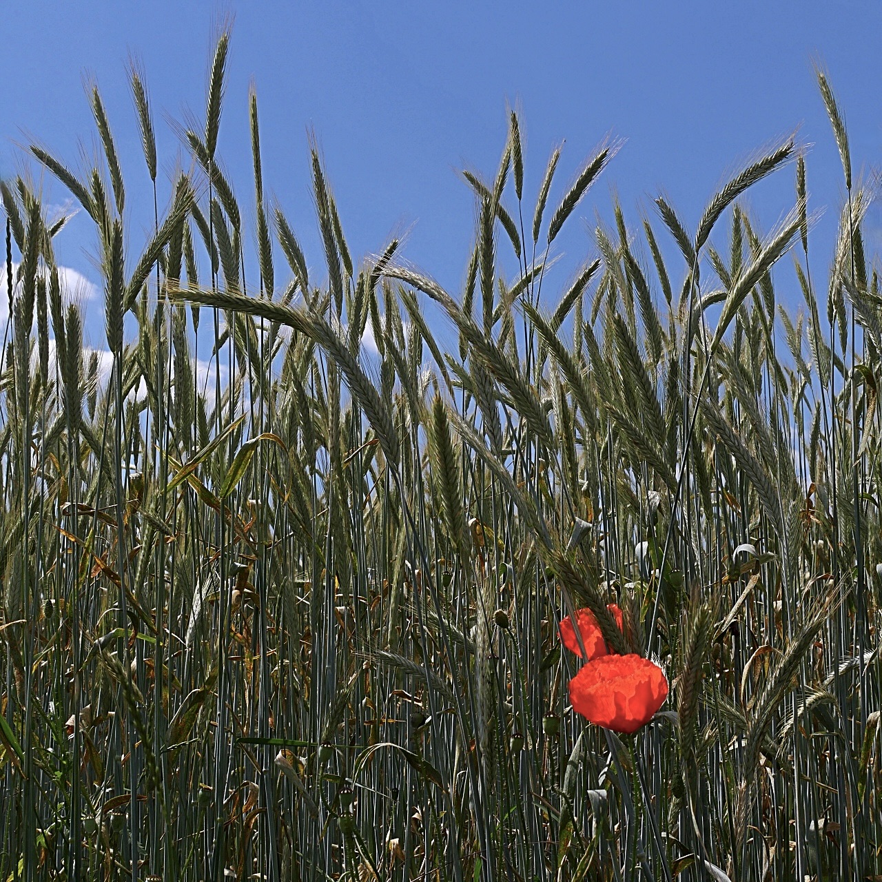 ... es sind zwei Mohn entsprungen ...