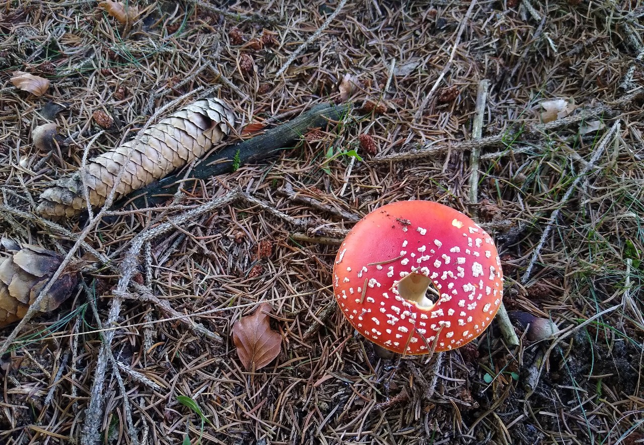 Essbar nicht für alle 🍄