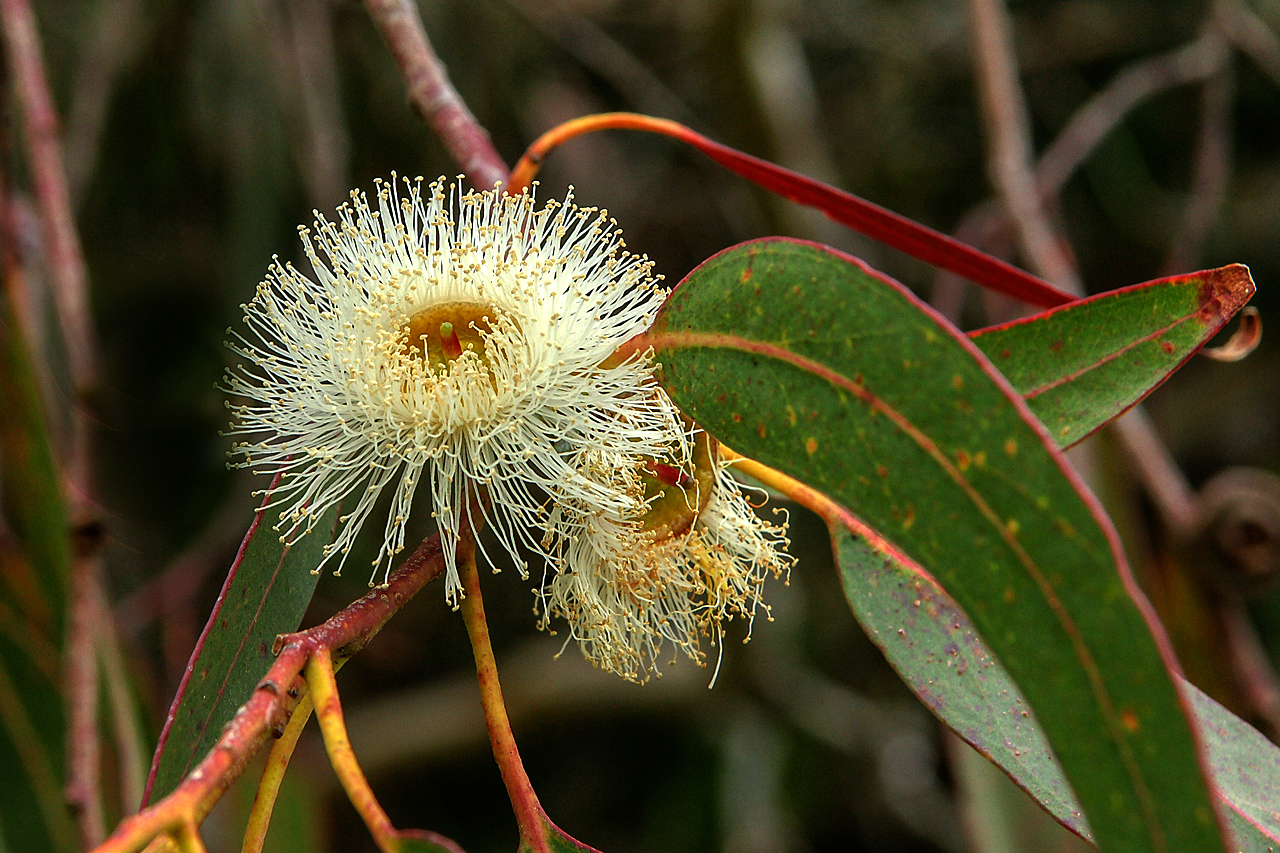 Eucalyptusblüte