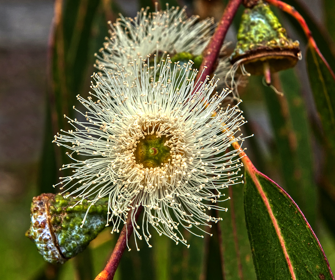 Eukalyptusblüte