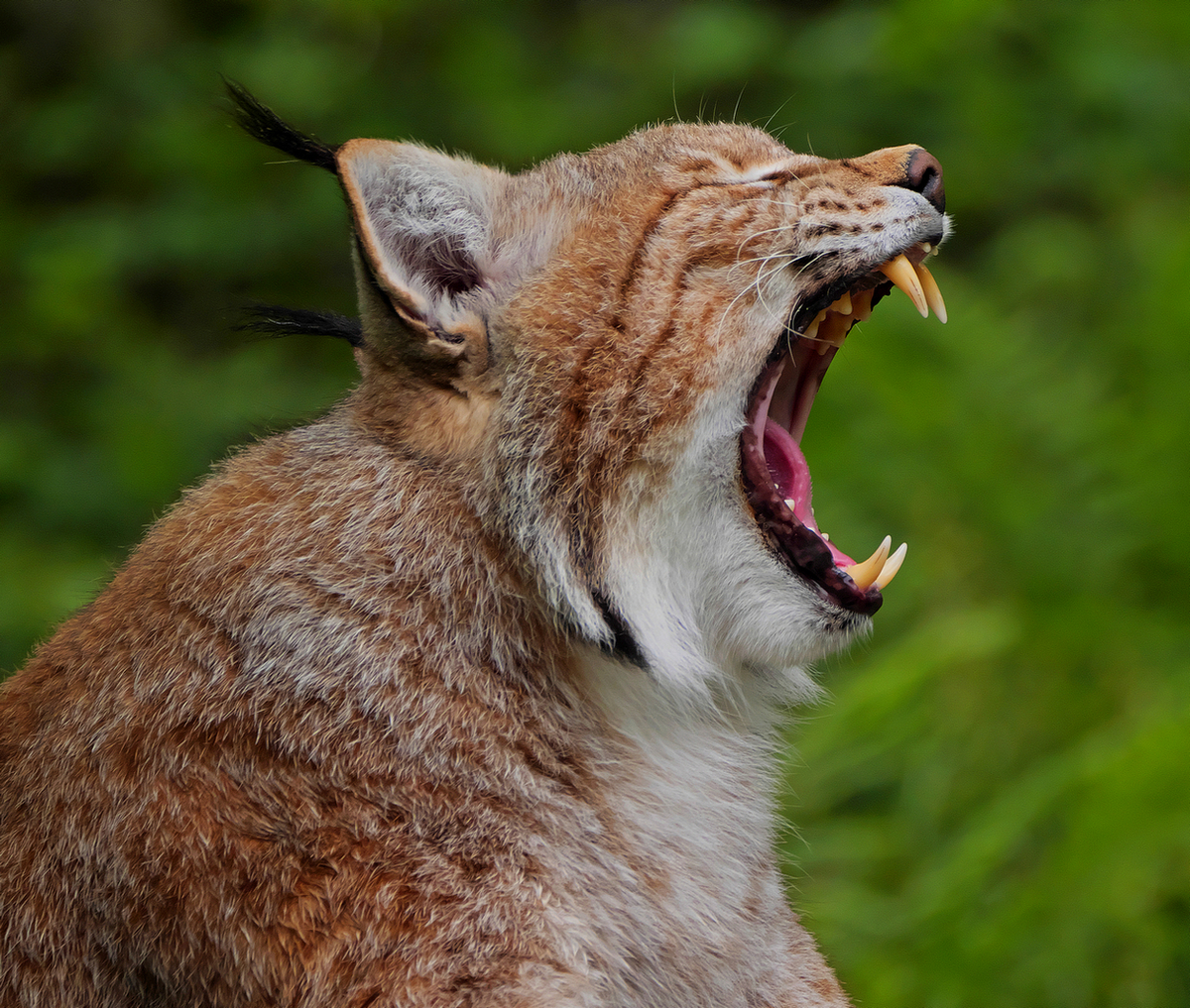 Eurasischer Luchs (Lynx lynx)