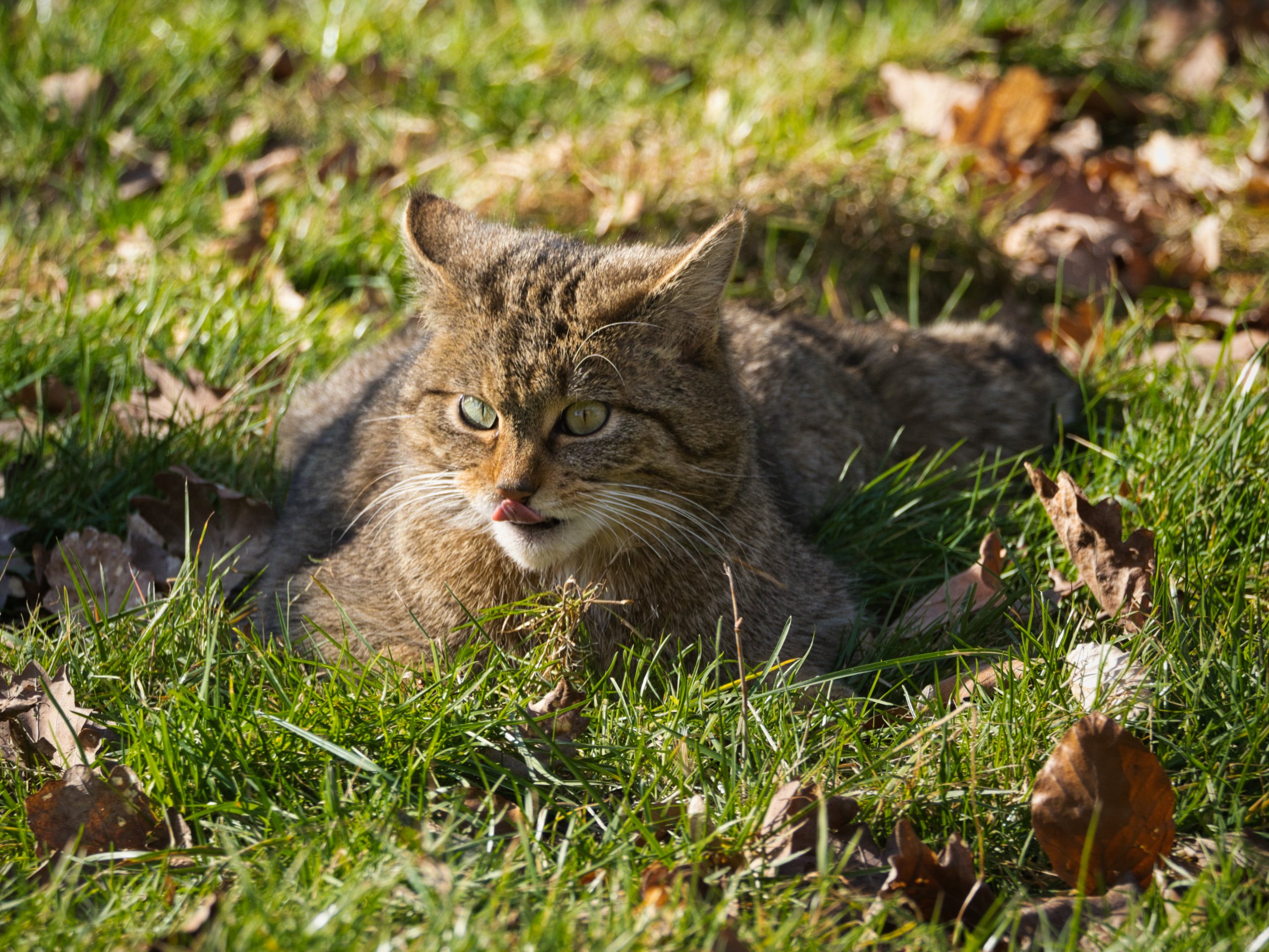 Europäische Wildkatze
