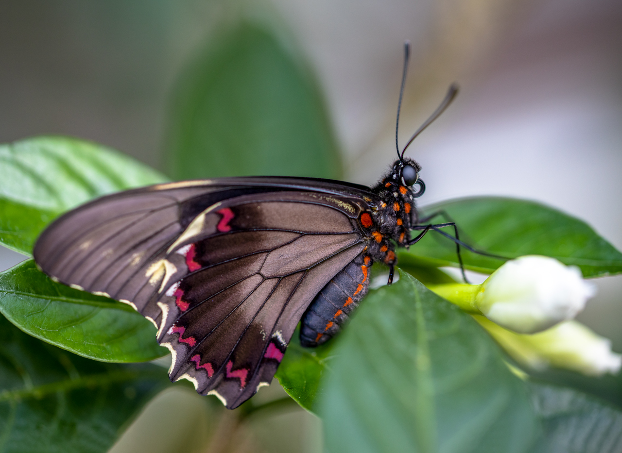Exotischer Schmetterling | d-pixx.de Forum