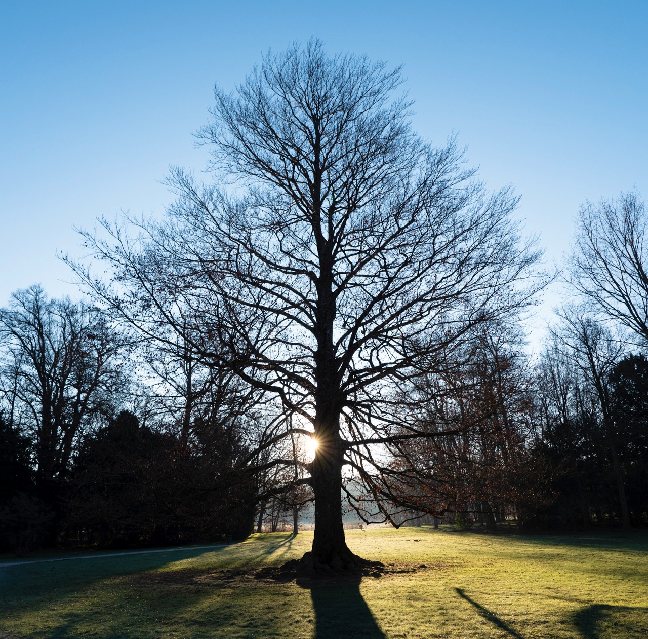 Fagus sylvatica purpurea