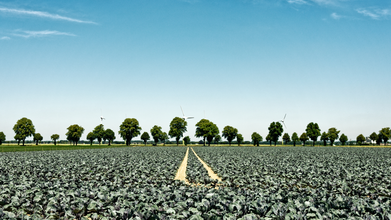 Fahrt durch die Felder III - Rotkohl bis zum Horizont