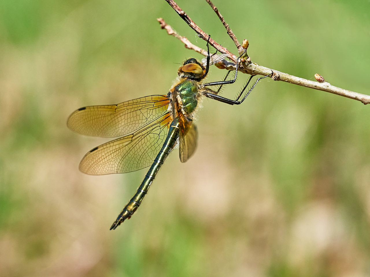 Falkenlibelle