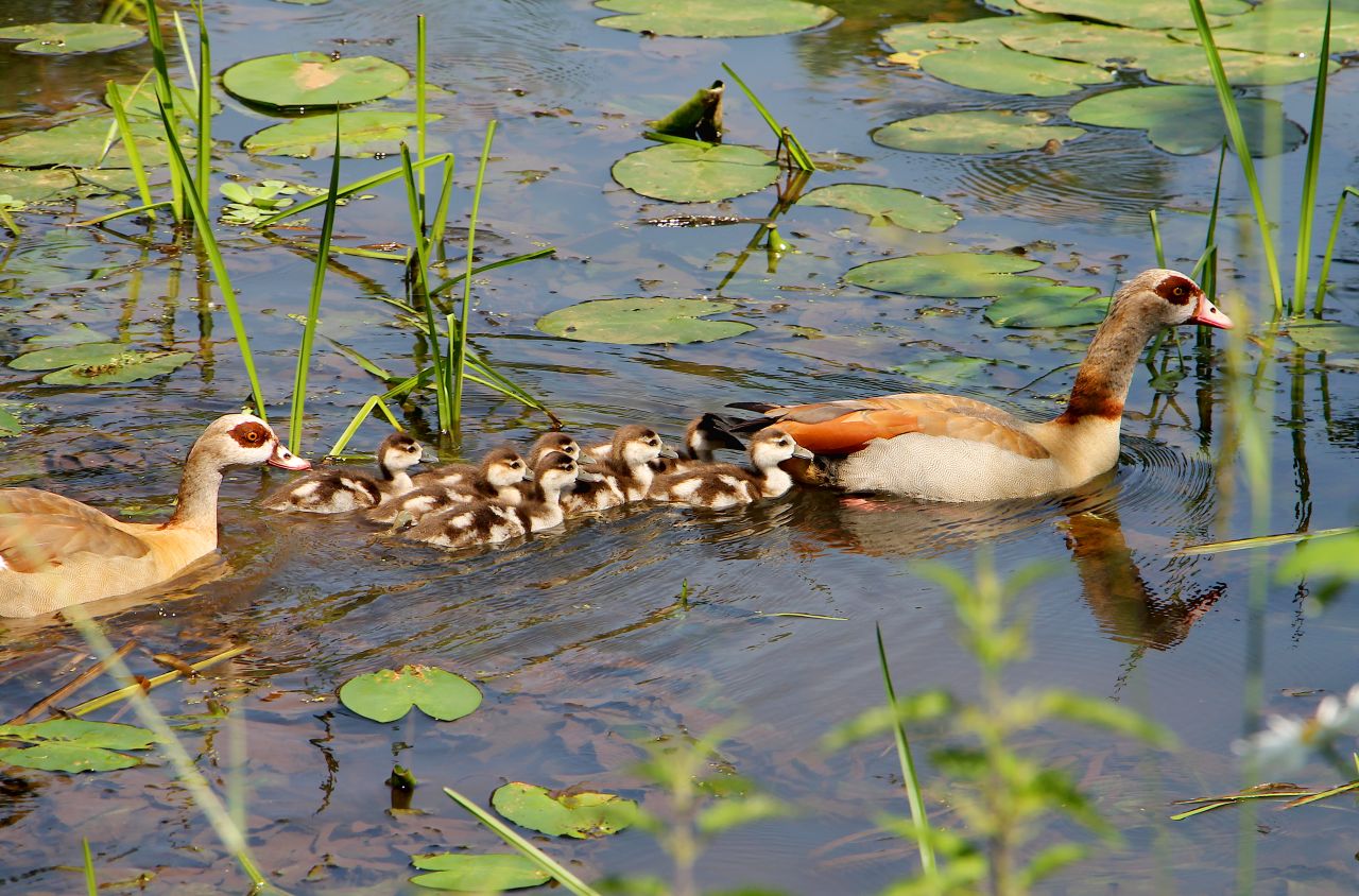 Familie Nilgans