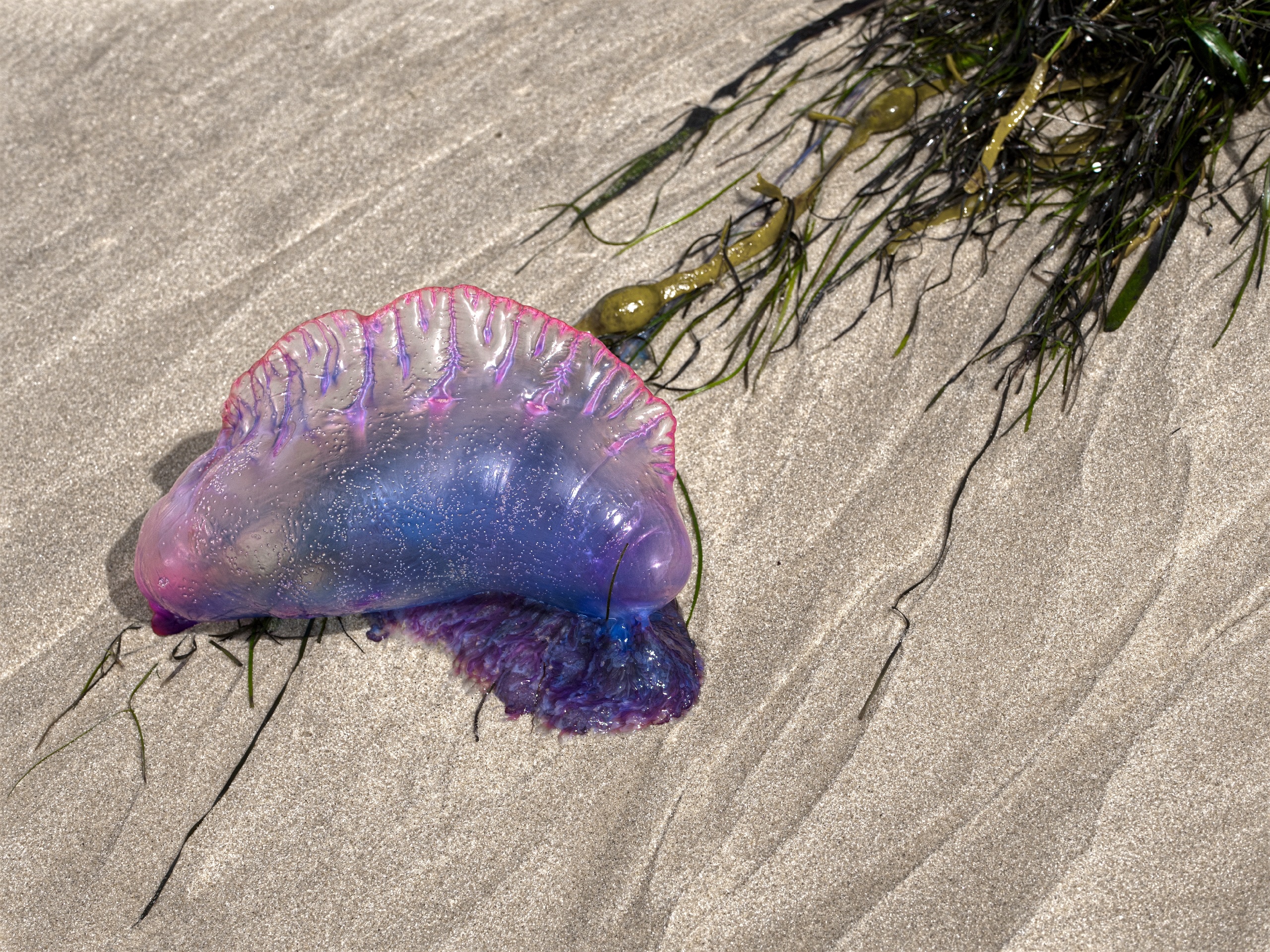 Farbenfroh und giftig