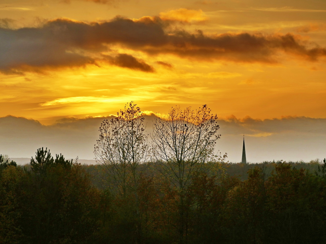 Fast kahle Bäume im Sonnenuntergang