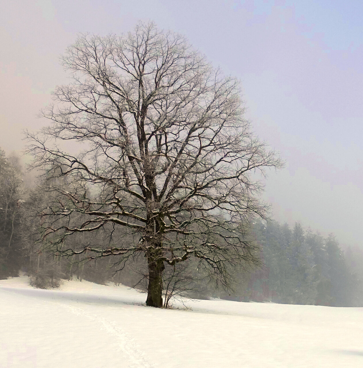 Fast ohne Blätter, aber mit Schneeauflage