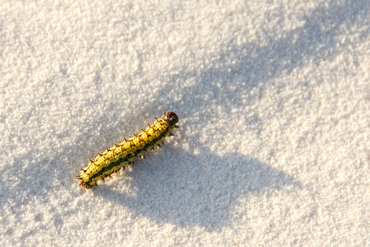 Fauna in White Sands