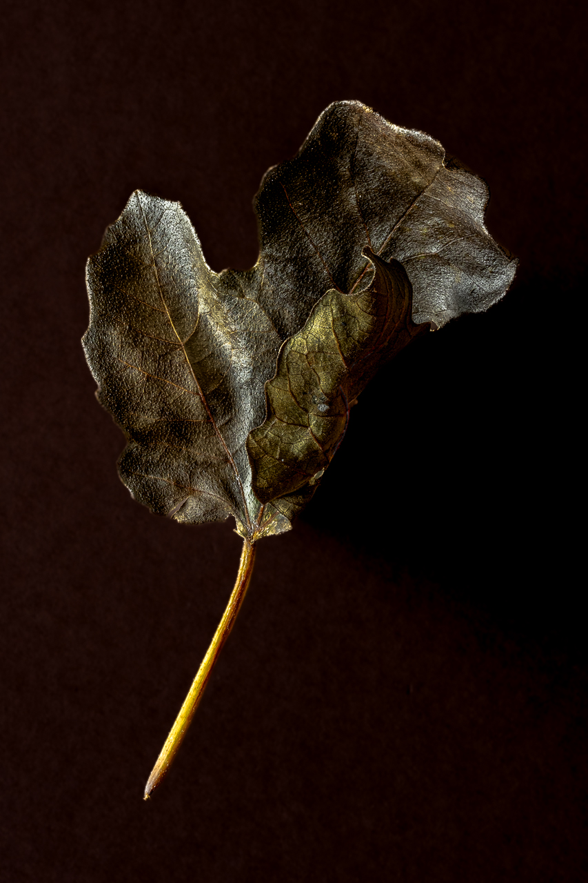 Feigenblatt im Herbst
