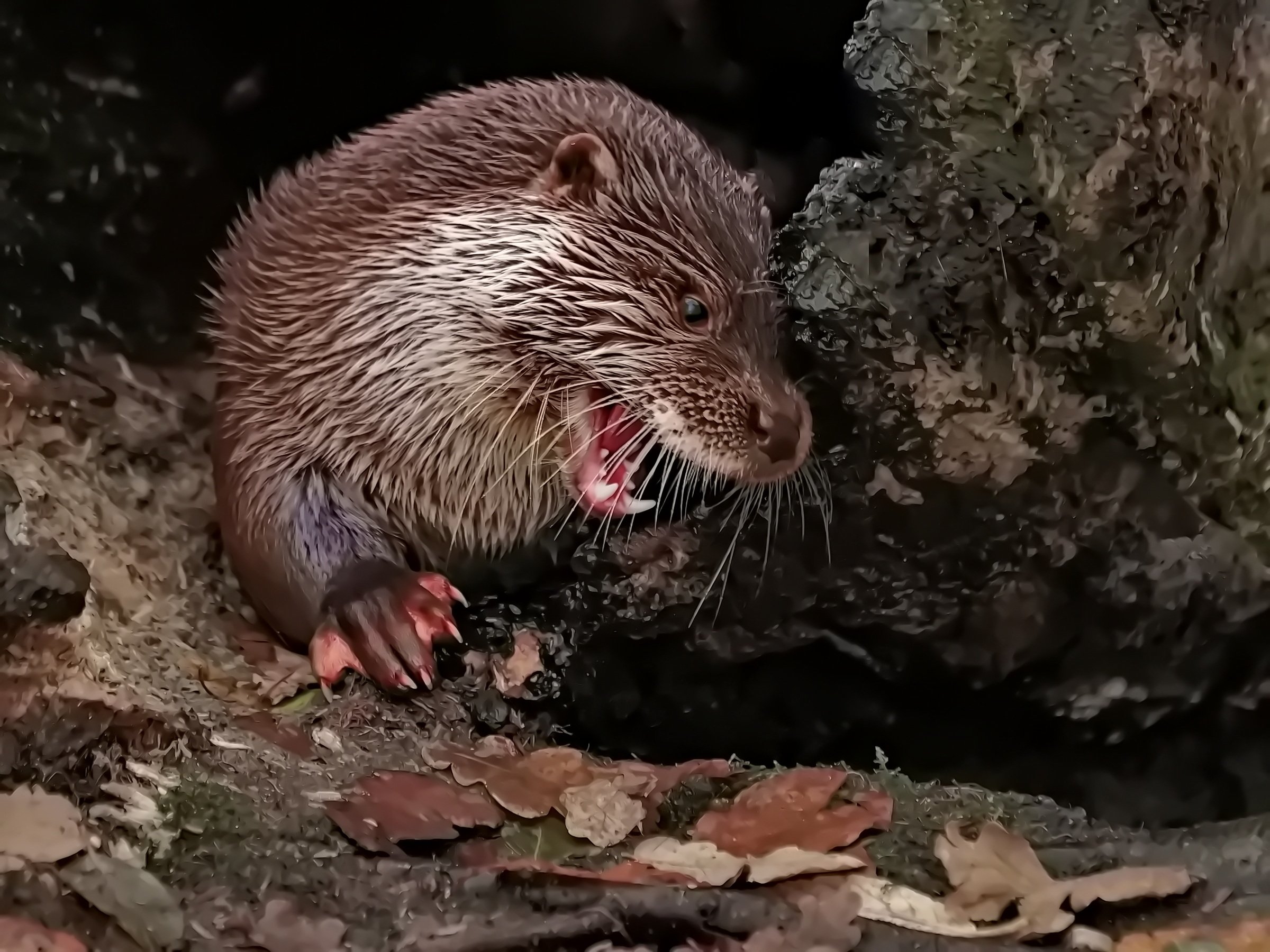 Feine saubere Zähne.