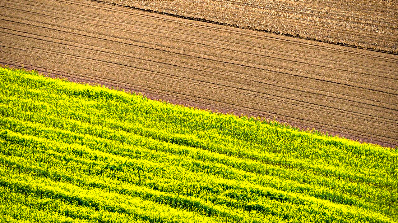 Feld mit Zwischenfrucht
