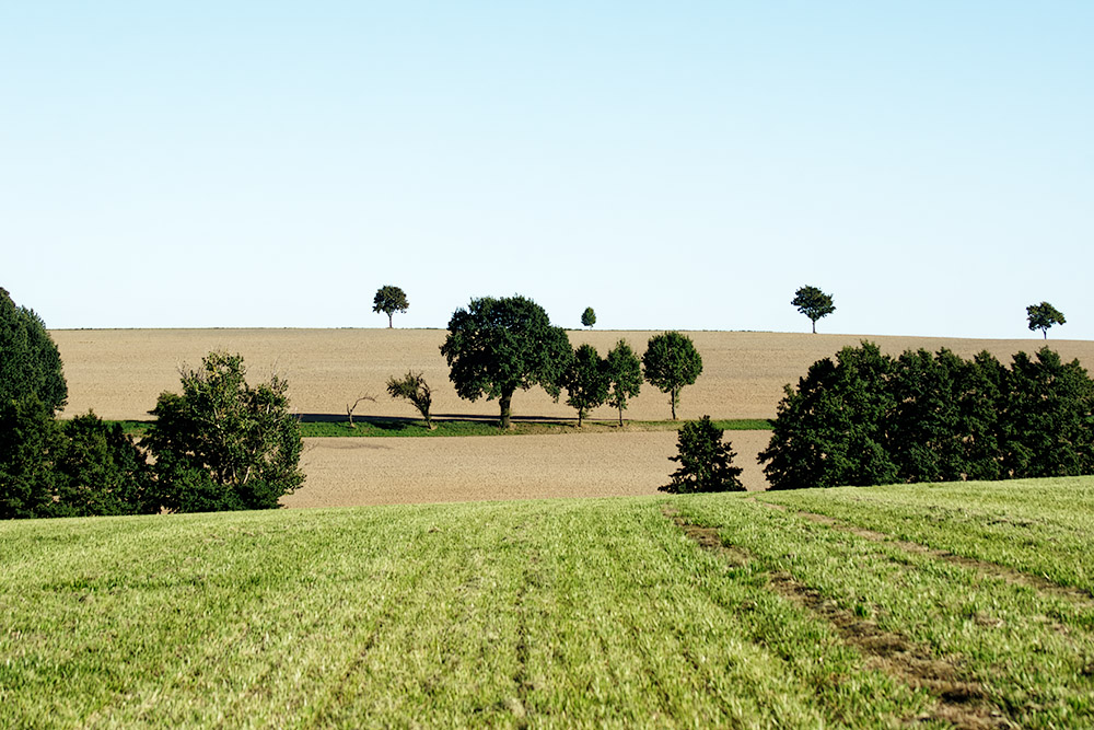 Felder und Bäume