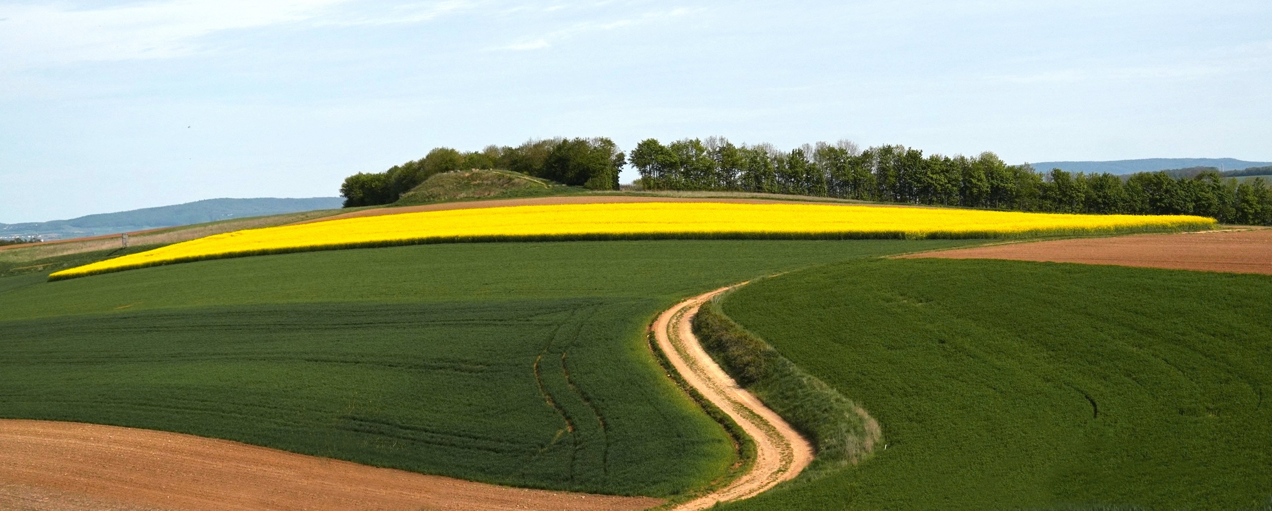Feldweg zur gelben Pracht.jpg