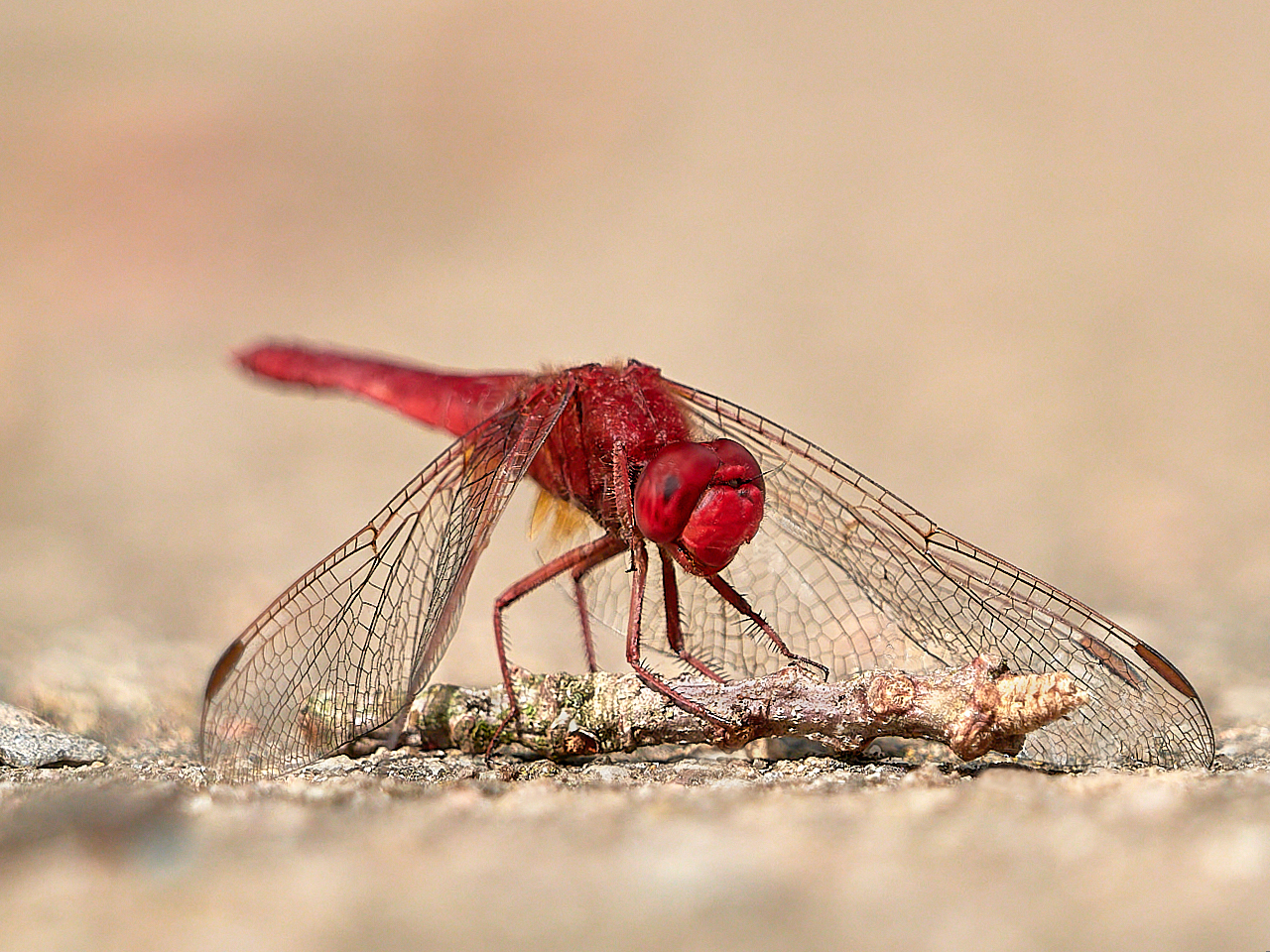 Feuerlibelle