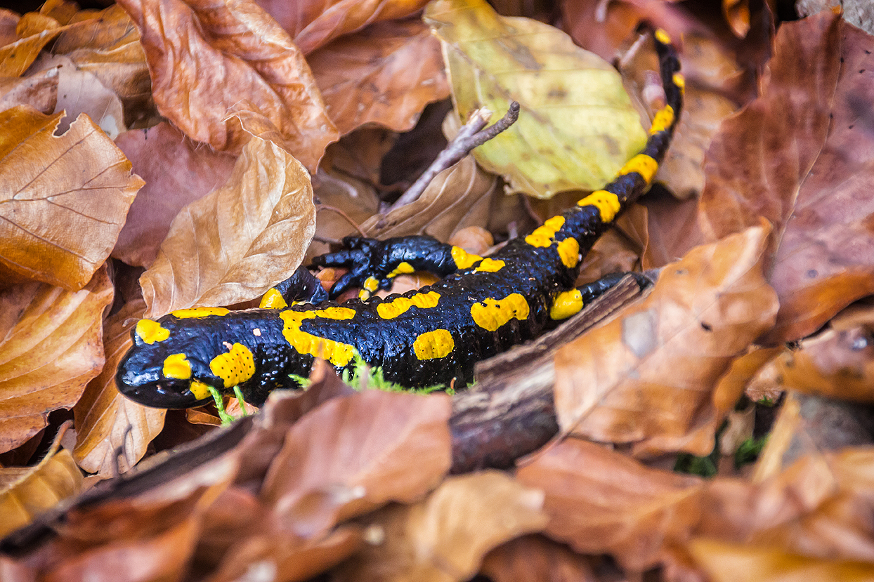 Feuersalamander bei Weltenburg