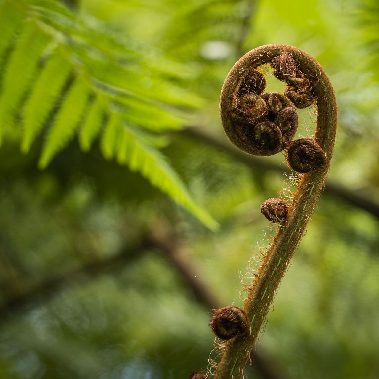 Fibonacci Spirale