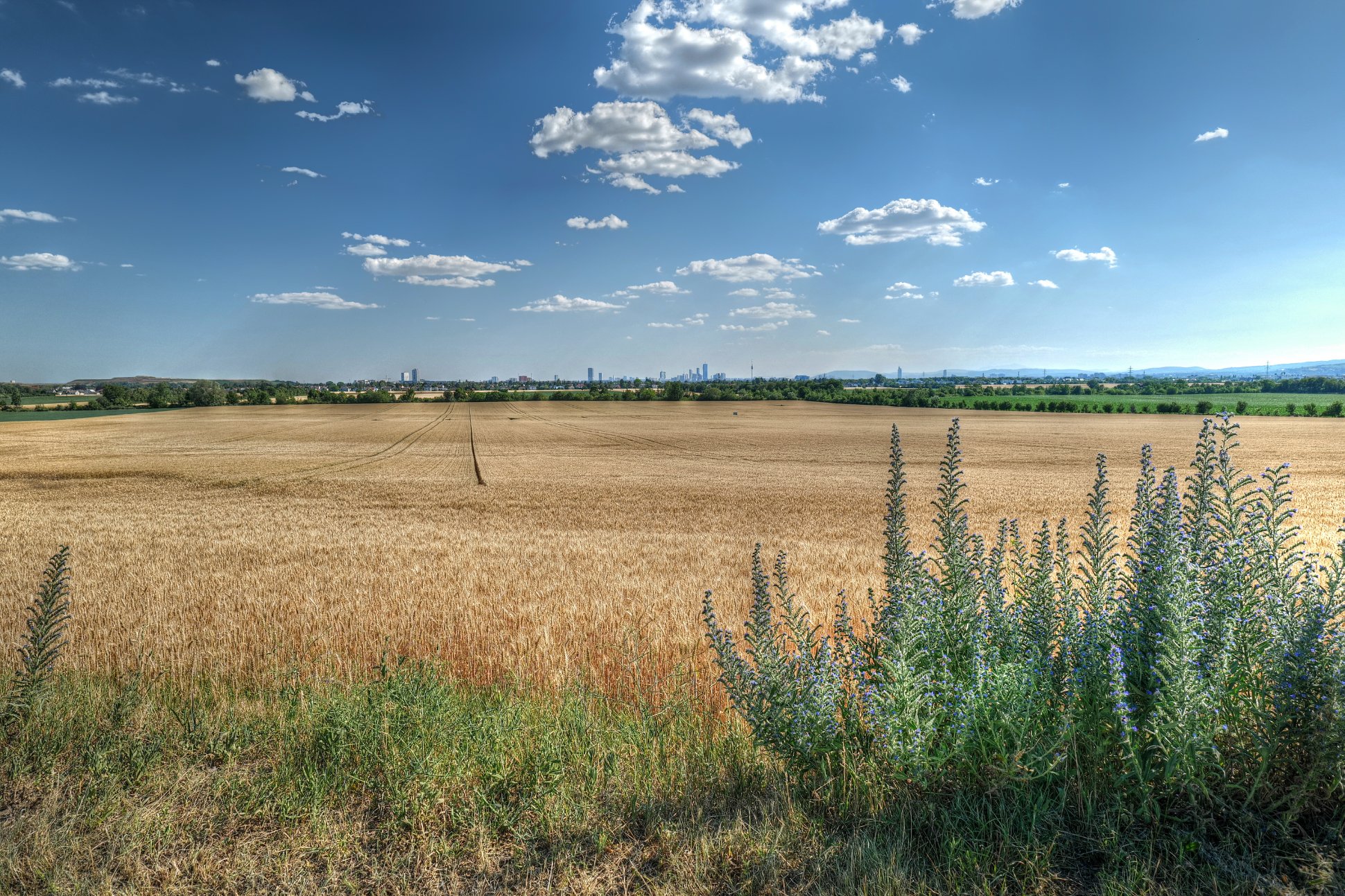 Fields of gold...