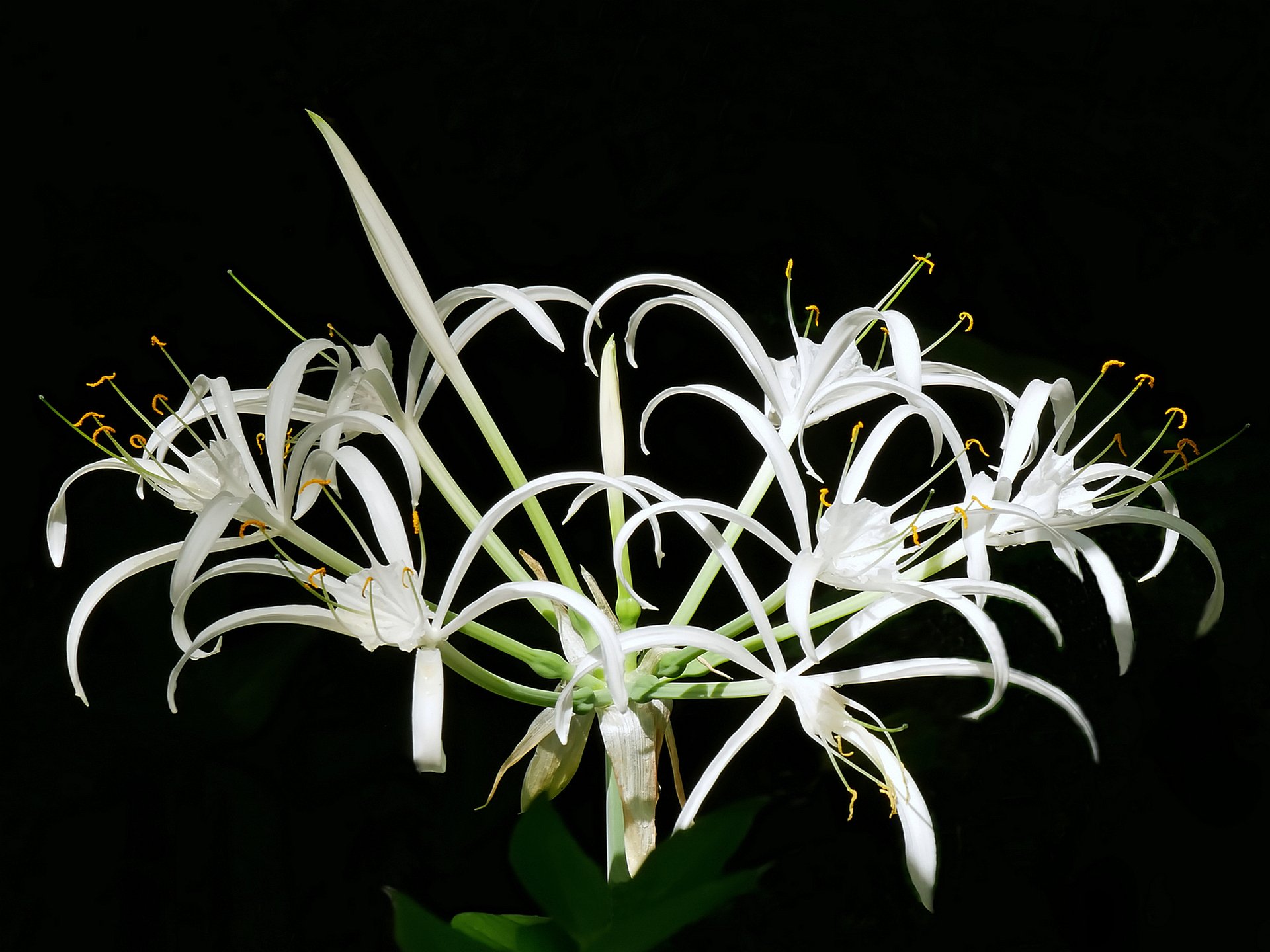 Filigran