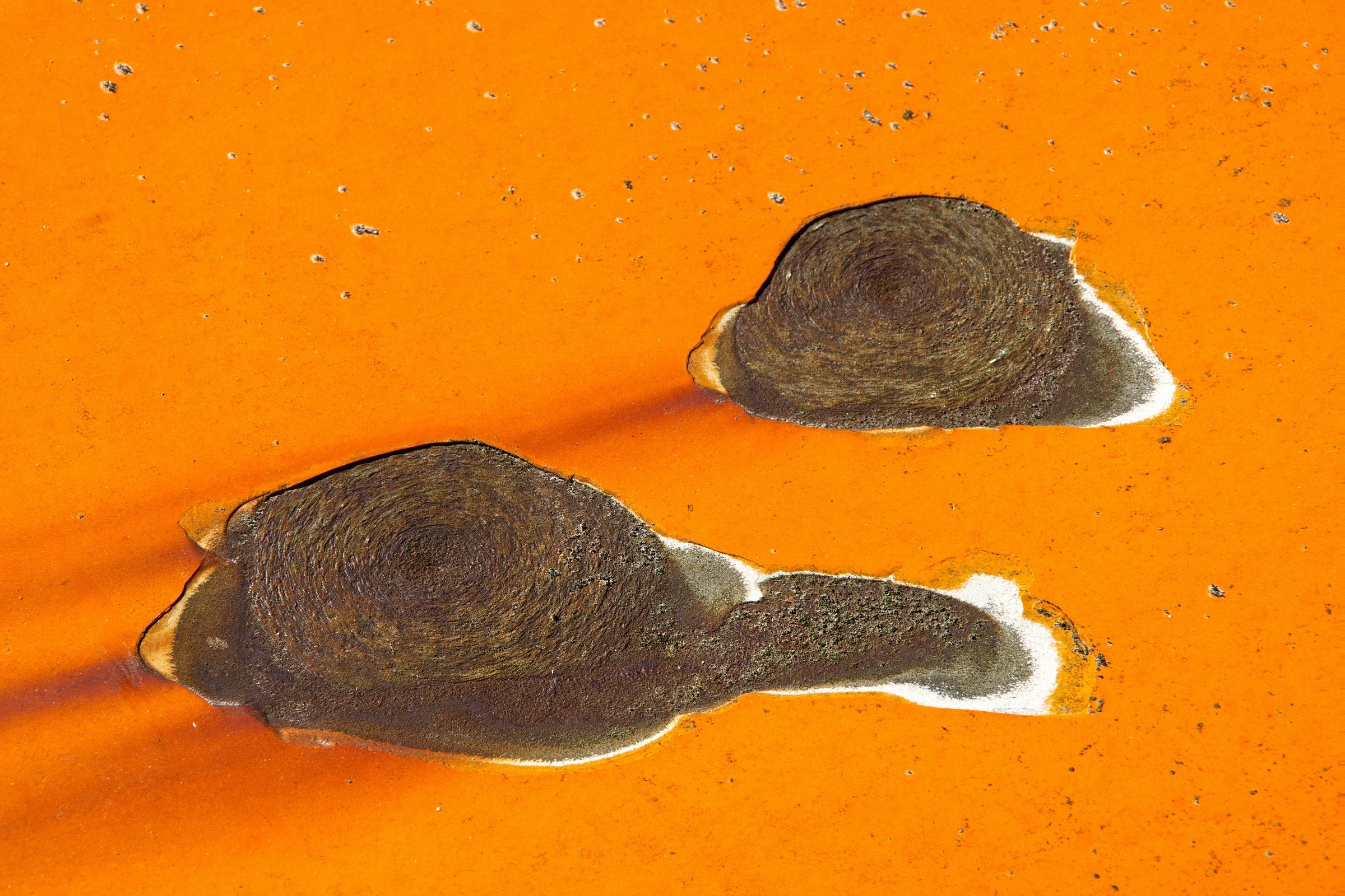 Fische in orange