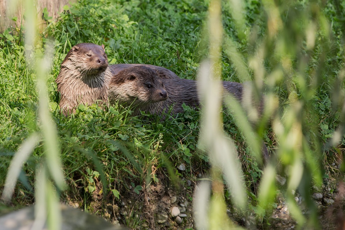 Fischotter (Zoo Augsburg)