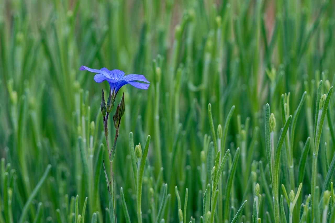 Flachs in Lavendel