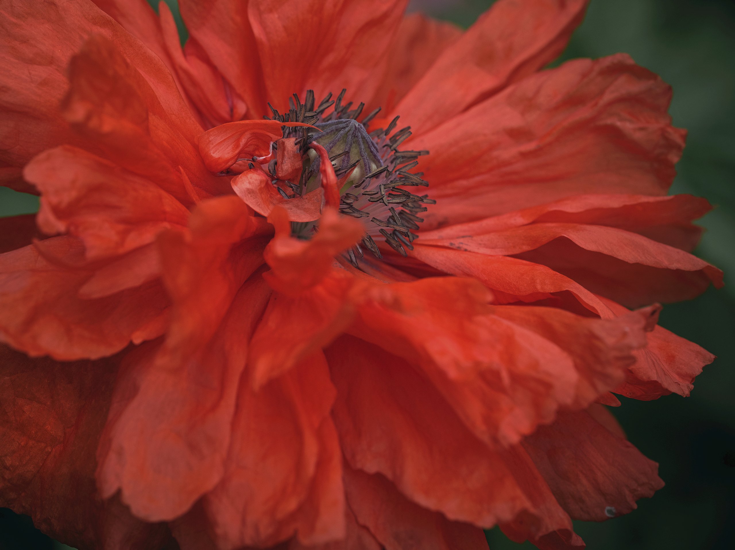 Flamenco