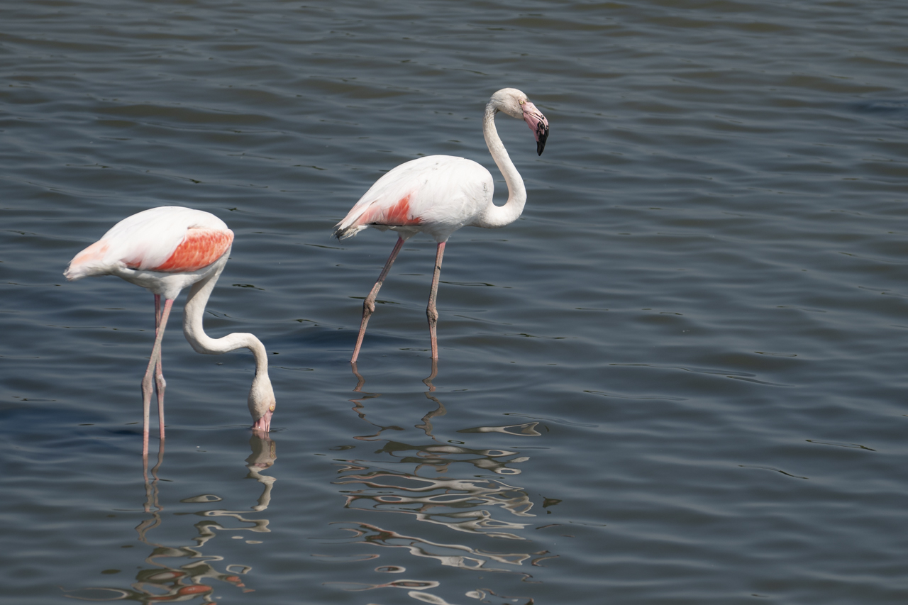 Flamingo 1.jpg