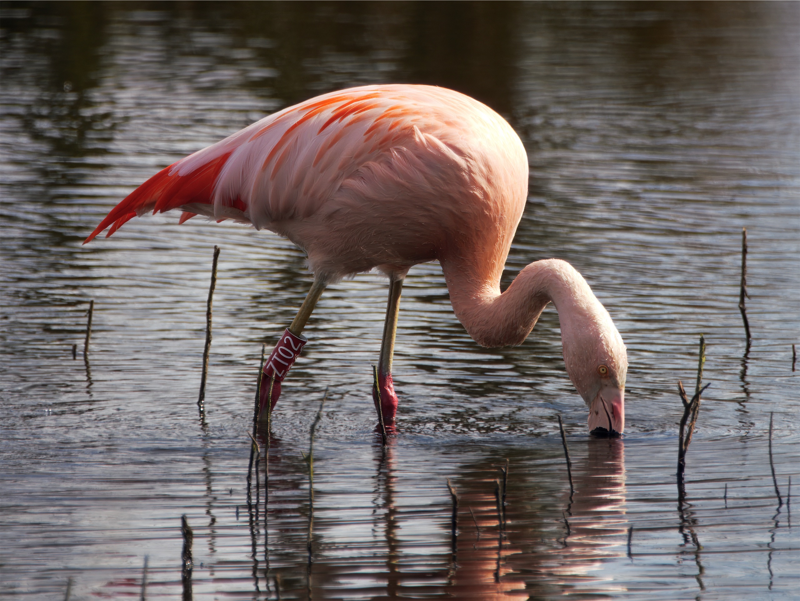 Flamingo in Zwillbrock (Vreden, Münsterland)