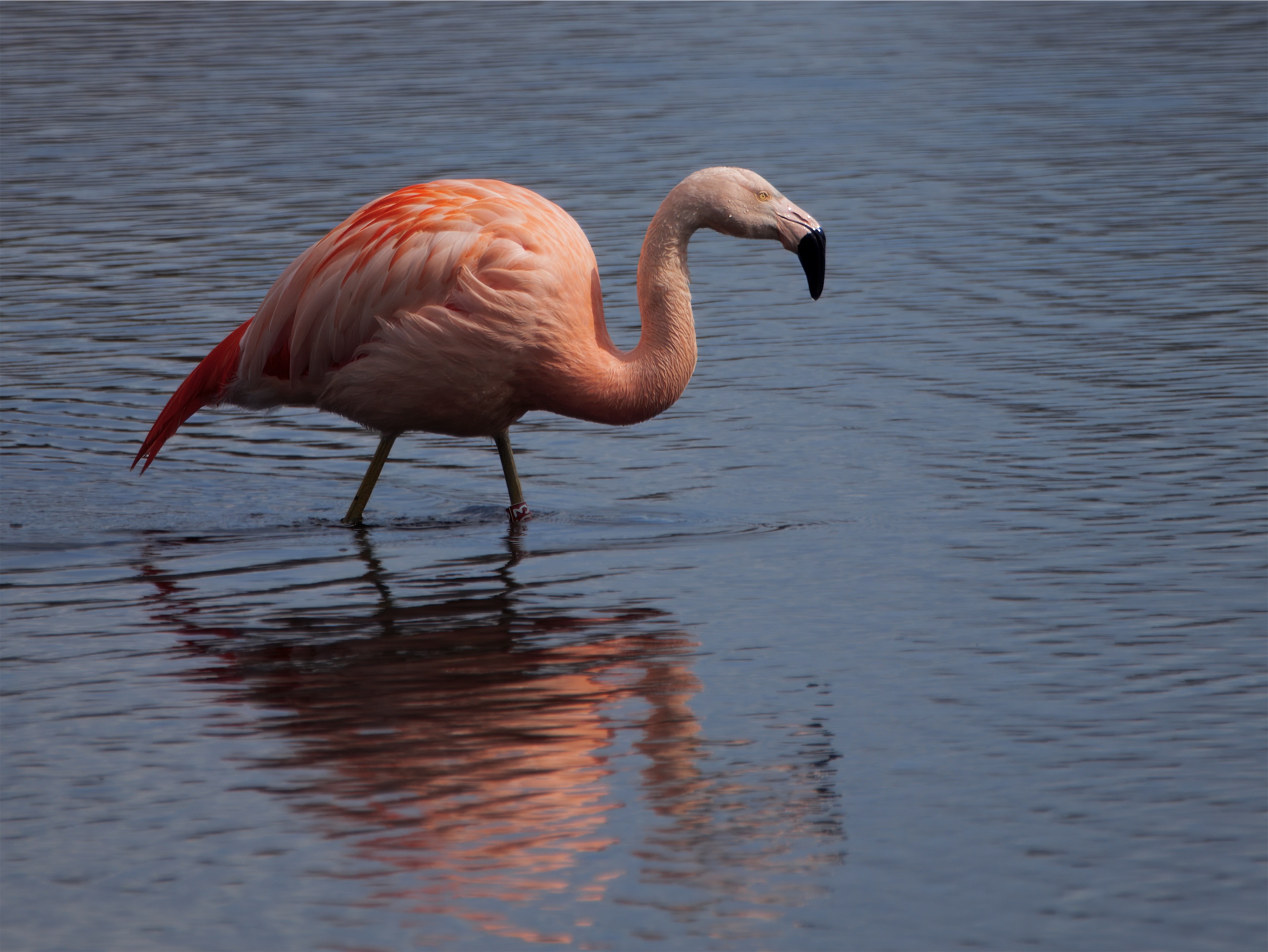 Flamingo in Zwillbrock