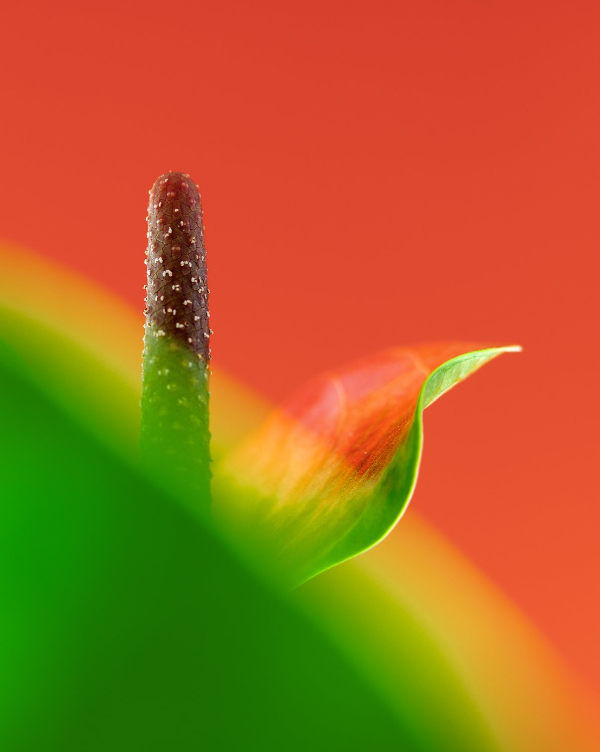 Flamingoblüte