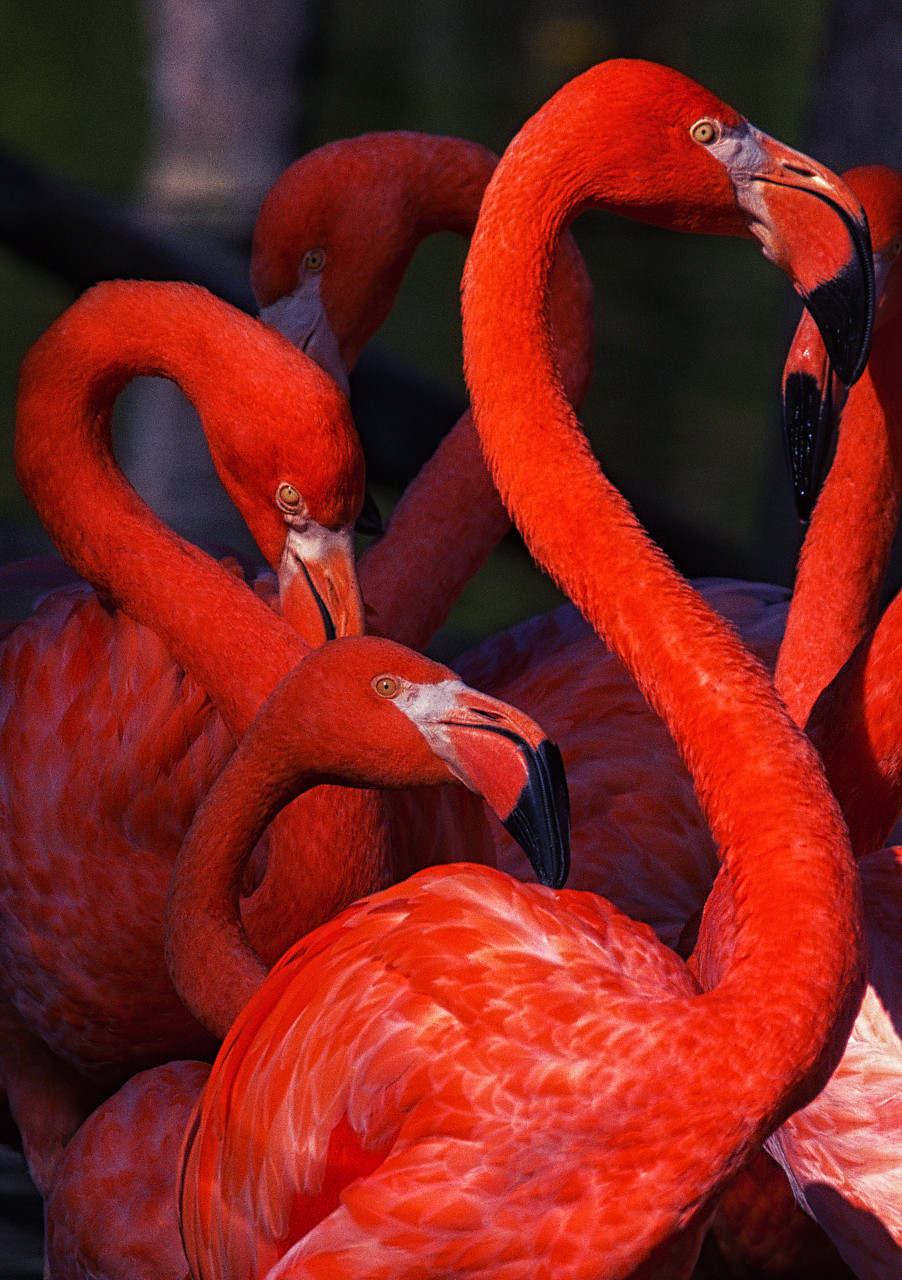 Flamingorot variabel