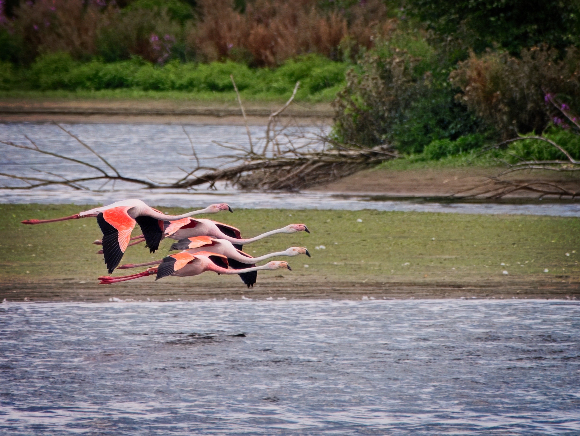 Flamingos im Vorbeiflug