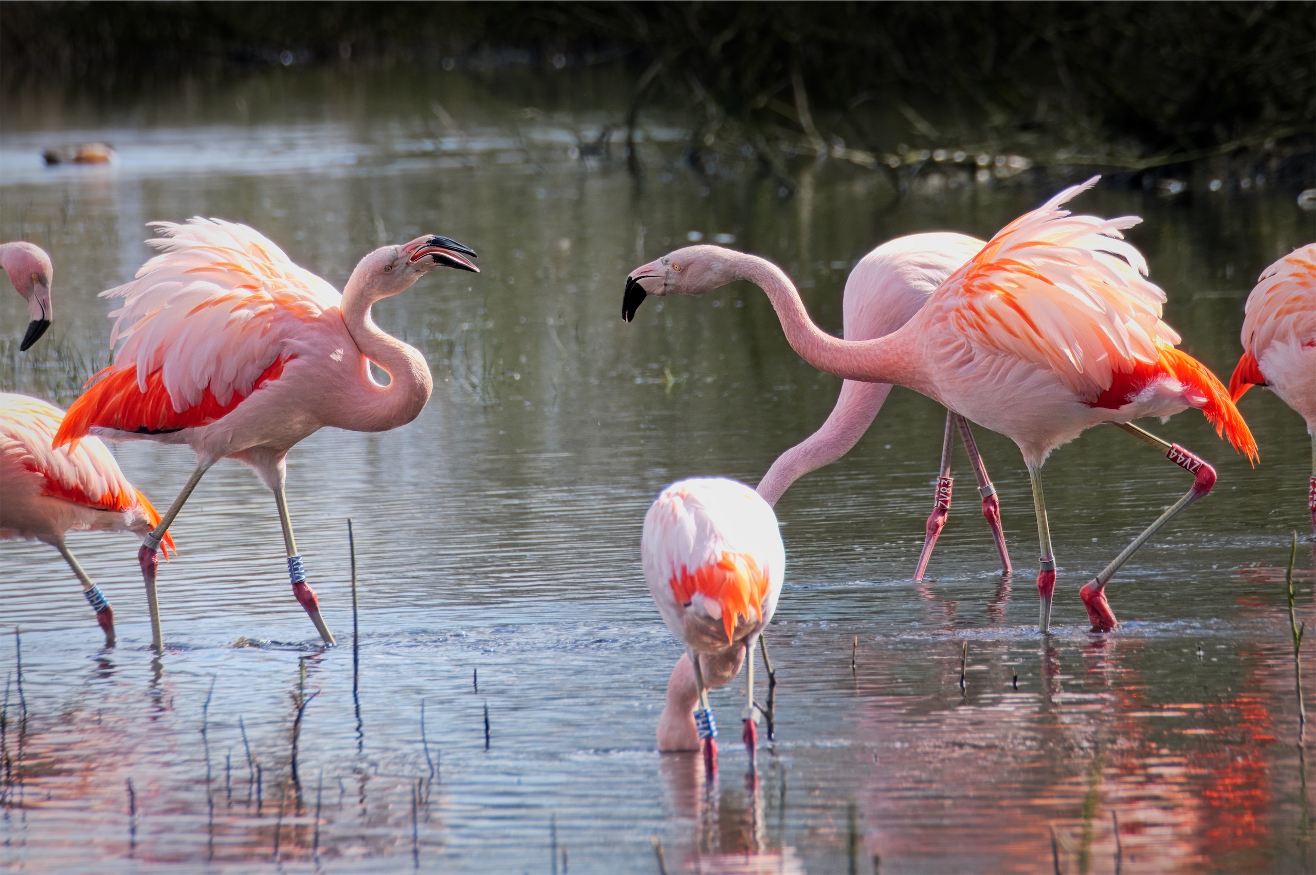 Flamingos sind in Zwillbrock (Vreden, Münsterland) zurück