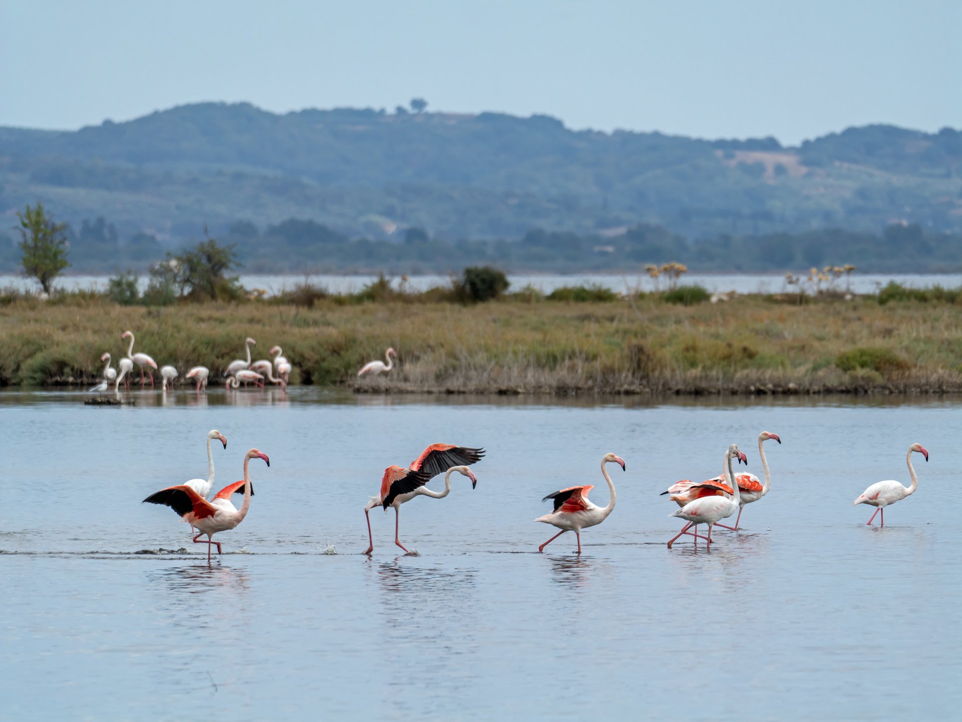 Flamingos