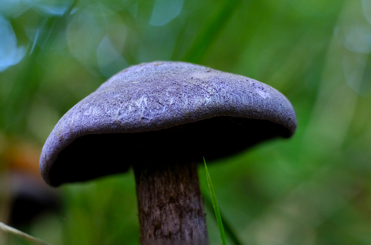 Flauschiger Pilz